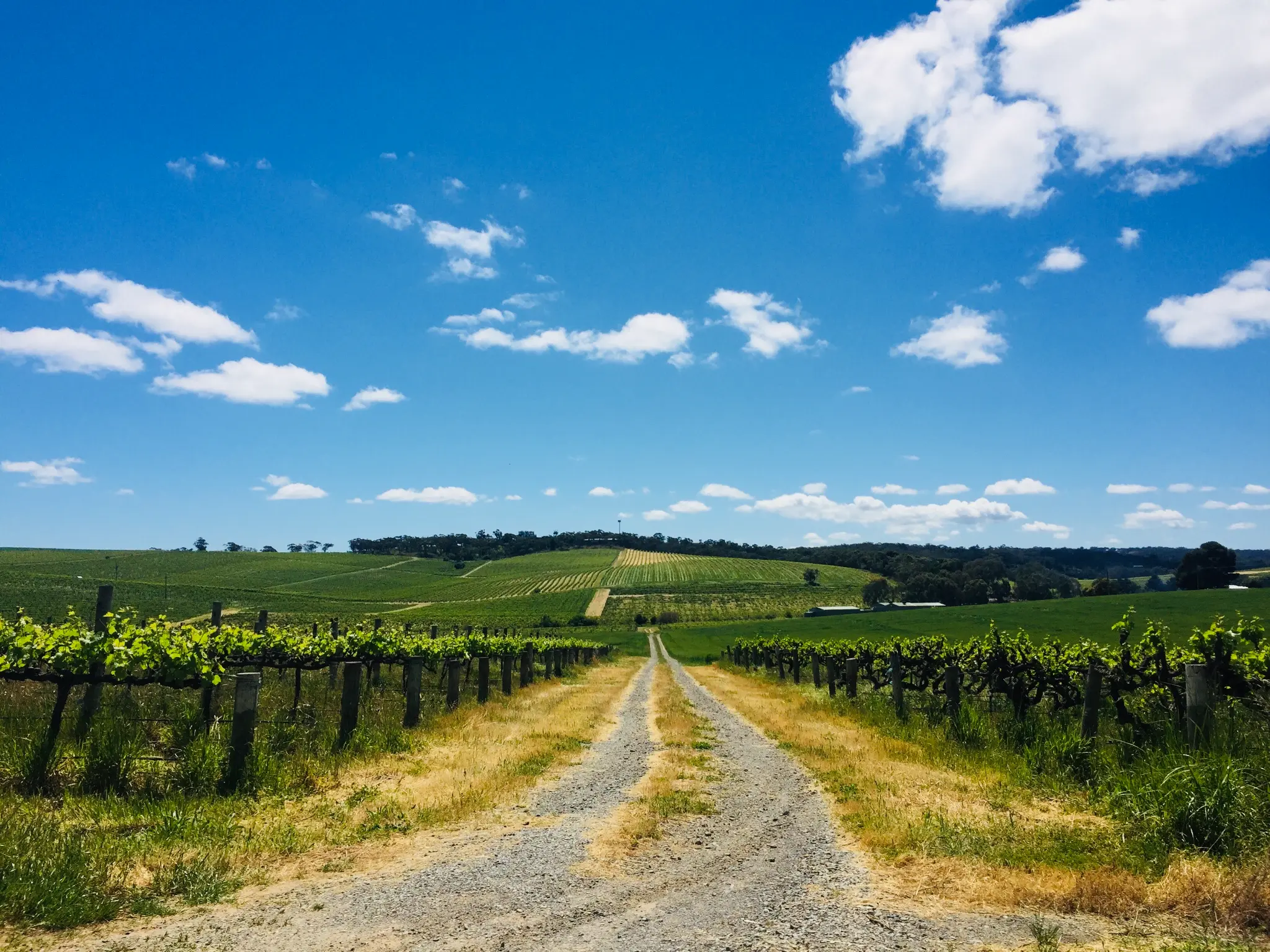 Vineyard